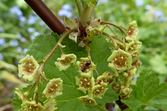 Garden ant nectaring red currant flowers, Kent's Bank 12/04/2020 by David Benham 