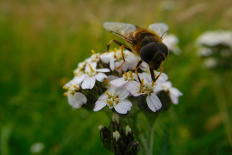 Buzzing around yarrow © Oscar Adams