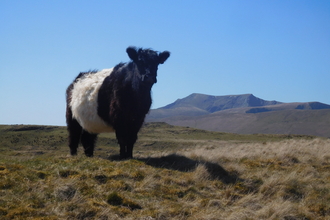 A Belted Galloway on Eycott © Oscar Adams 