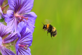 Early-Bumble-Bee