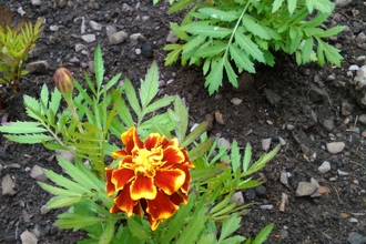 French marigold ©Kevin Line 