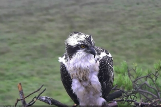 Osprey at Foulshaw Moss Nature Reserve