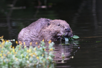 Image of beaver © David Parkyn Cornwall Wildlife Trust