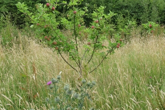 Apple tree at Gosling Sike ©Helen Roberts