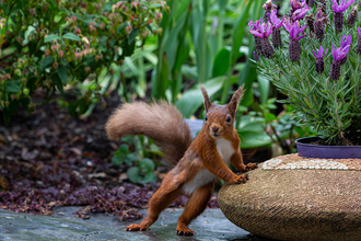 Image of red squirrel 2021 calendar cover © Rosamund Macfarlane