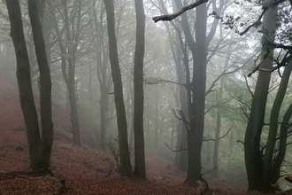 Image of Staveley woodlands © Danni Chalmers