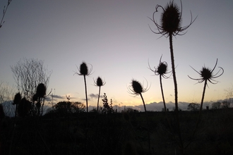 Teasels at Gosling Sike © Jody Ferguson