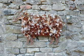 Image of wood shaving sheep © Dyane Silvester