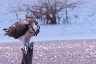 Image of Foulshaw Osprey V8 in The Gambia Jan 2021 © Fansu Bojang