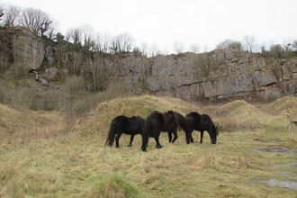 Image of fell ponies at Clints Quarry Nature Reserve © Libby Robinson