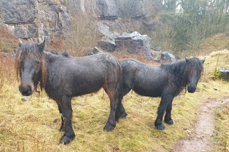 Image of fell ponies at Clints Quarry Nature Reserve © Cumbria Wildlife Trust