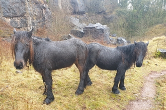 Image of fell ponies at Clints Quarry Nature Reserve © Cumbria Wildlife Trust 