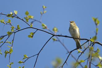 A willow warbler singing on a tree branch