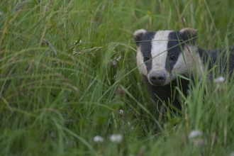 Image of badger © Bertie Gregory/2020VISION