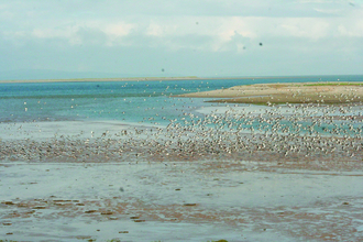 Image of birds at South Walney Nature Reserve © John Attiwell