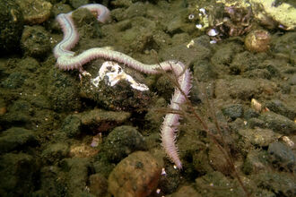 Ragworm