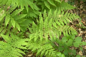 Lady-fern, Athyrium filix-femina