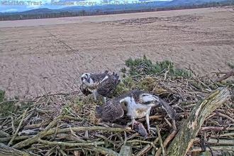 Image of Foulshaw Moss ospreys return on 26 March 2021