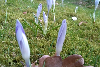 Spring crocus emerging