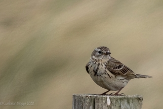 North Walney Skylark