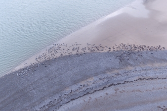Image of seals at South Walney from drone © Cumbria Wildlife Trust