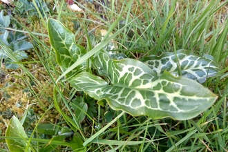 Arum italicum photo Kevin Line