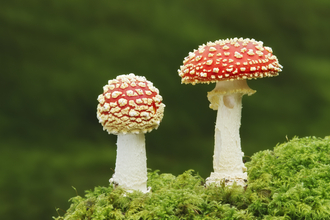 Two fly agaric mushrooms