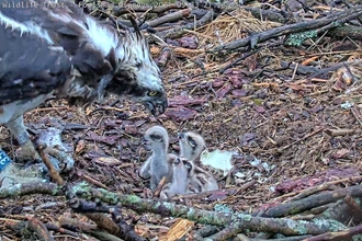 Image of three osprey chicks at Foulshaw Moss Nature Reserve May 2021 © Cumbria Wildlife Trust