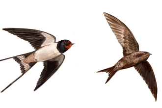Illustration of swallow and swift credit Katy Frost
