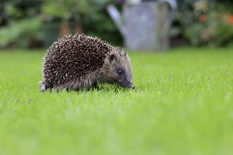 A hedgehog trundling across a lawn