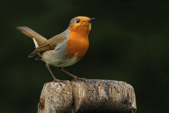 Robin-Jon-Hawkins-Surrey-Hills-Photography