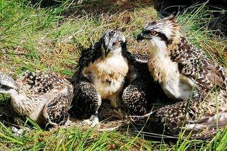Image of three osprey chicks at Foulshaw Moss Nature Reserve June 2022 © Danni Chalmers
