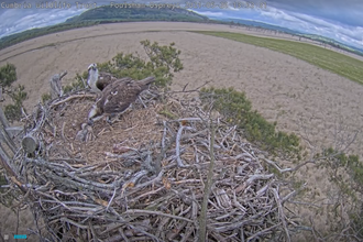 The Foulshaw Osprey pair feed their three chicks in May 2021