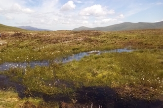 Cotton-grass flourishing at Armboth, following  peatland restoration work with National Trust, United Utilities, Natural England & Defra © Cumbria Wildlife Trust