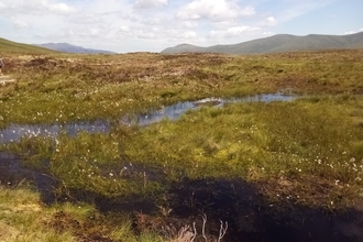 Cotton-grass flourishing at Armboth, following  peatland restoration work with National Trust, United Utilities, Natural England & Defra credit Cumbria Wildlife Trust