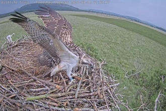 Blue 462 juvenile osprey fledging from its nest at Foulshaw Moss Nature Reserve