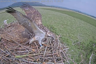 Blue 462 juvenile osprey fledging from its nest at Foulshaw Moss Nature Reserve