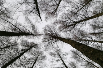 Larch trees at Staveley Woodlands © Danni Chalmers