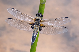 A four spotted chaser dragonfly on a plant stem