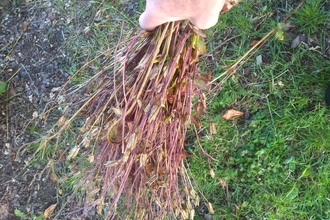 Shaking Aquilegia seed heads. Photo Kevin Line