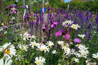 bee friendly wild flowers - daisies, purple thistles and cat mint