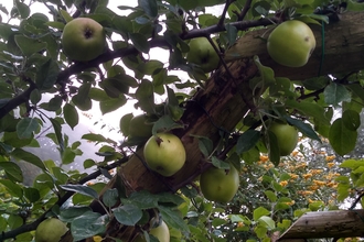 Wildlife apple archway walk. Photo Kevin Line.