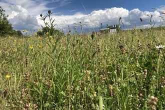 Image of verge on A66 after wildflower restoration for pollinators by Highways England and Get Cumbria Buzzing credit Cumbria Wildlife Trust
