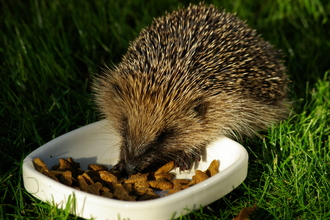 Hedgehog. Photo Gillian Day