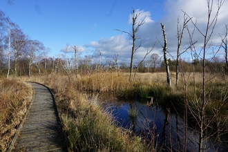 Lowland raised mire at Foulshaw Moss Nature Reserve © Tony Shaw