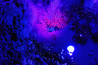 Image of UV rockpooling, part of Cumbria Dark Skies Festival © Cumbria Wildlife Trust