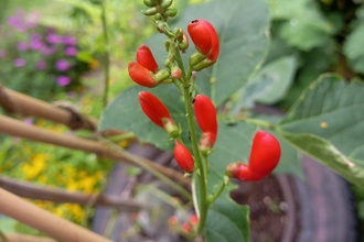 Runner beans growing in a old tyre