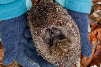Hedgehog being held in gloved hands in autumn leaves, The Wildlife Trusts