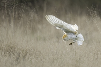 Barn Owl (Tyto alba) swooping onto mouse UK