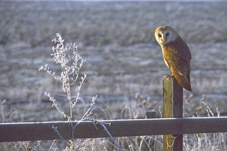 Image of barn owl credit Mike Read